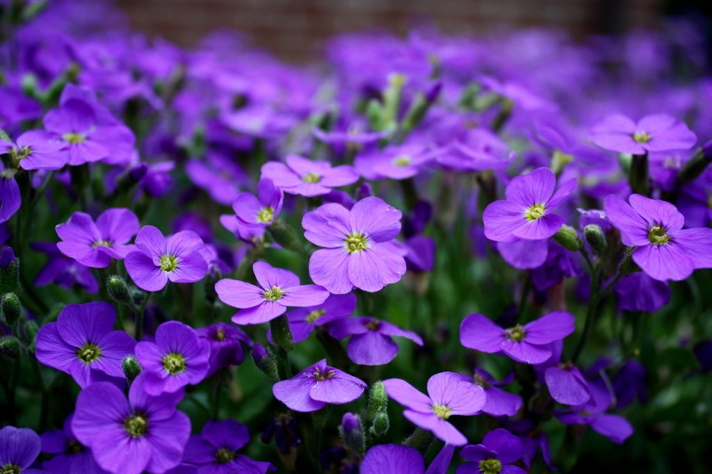 flowers, purple, purple flowers-2233592.jpg