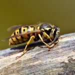 hornet, wasp, insect-3350248.jpg