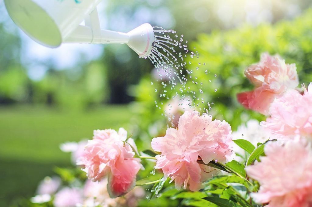 watering, flowers, peonies-2389940.jpg