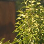 a bush with green leaves in front of a building