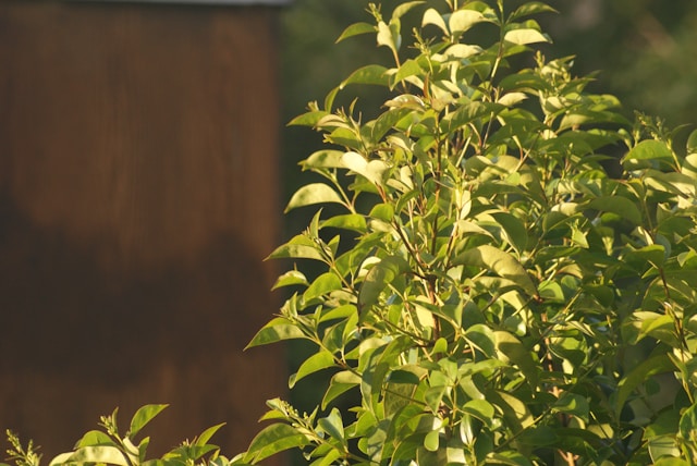 a bush with green leaves in front of a building