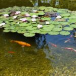 Gezonde koi in heldere vijver met aandacht voor waterkwaliteit en visgezondheid